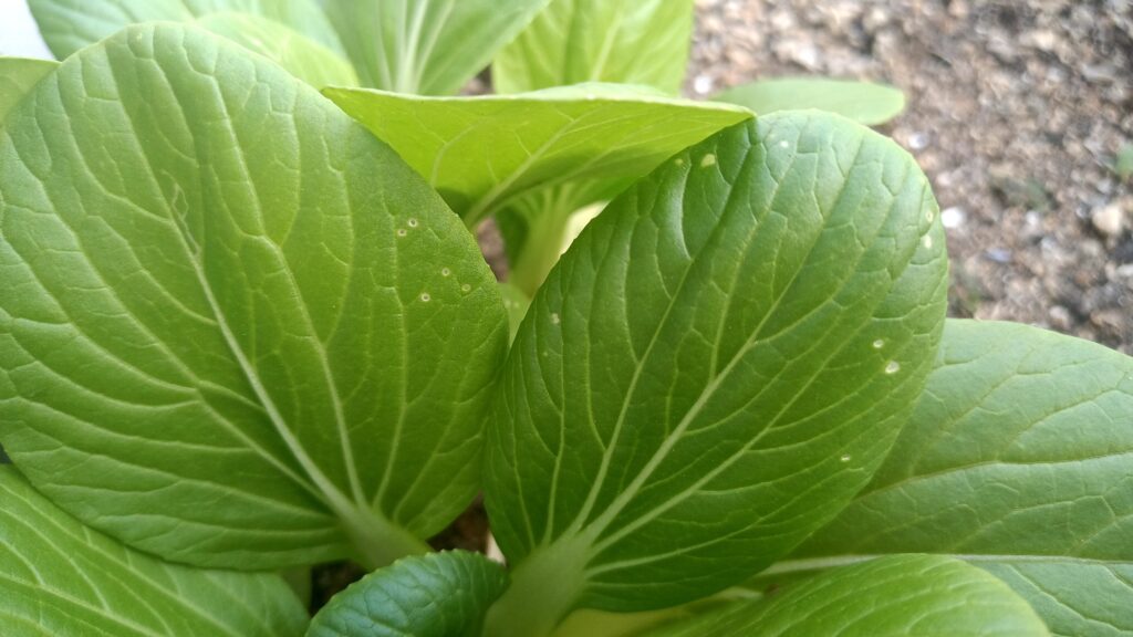 チンゲン菜 2026年 家庭菜園