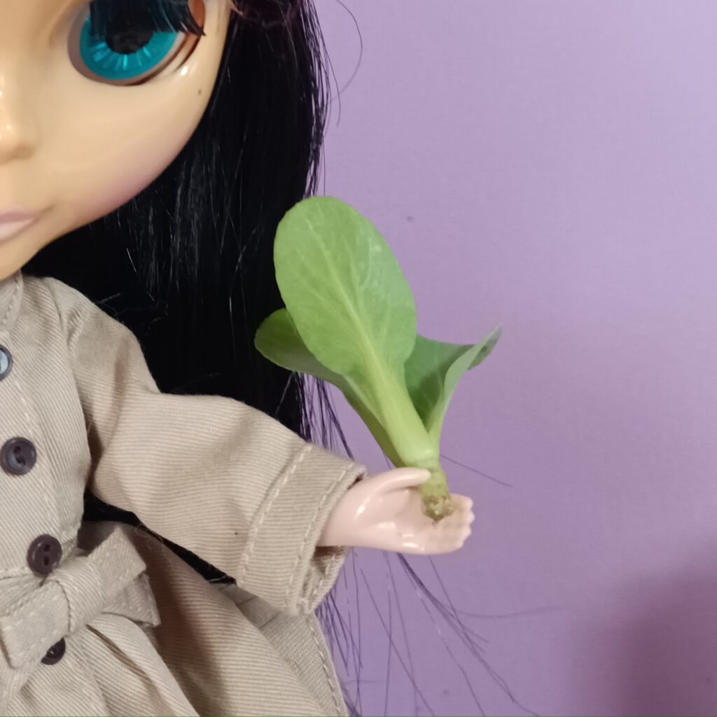ブライス チンゲン菜