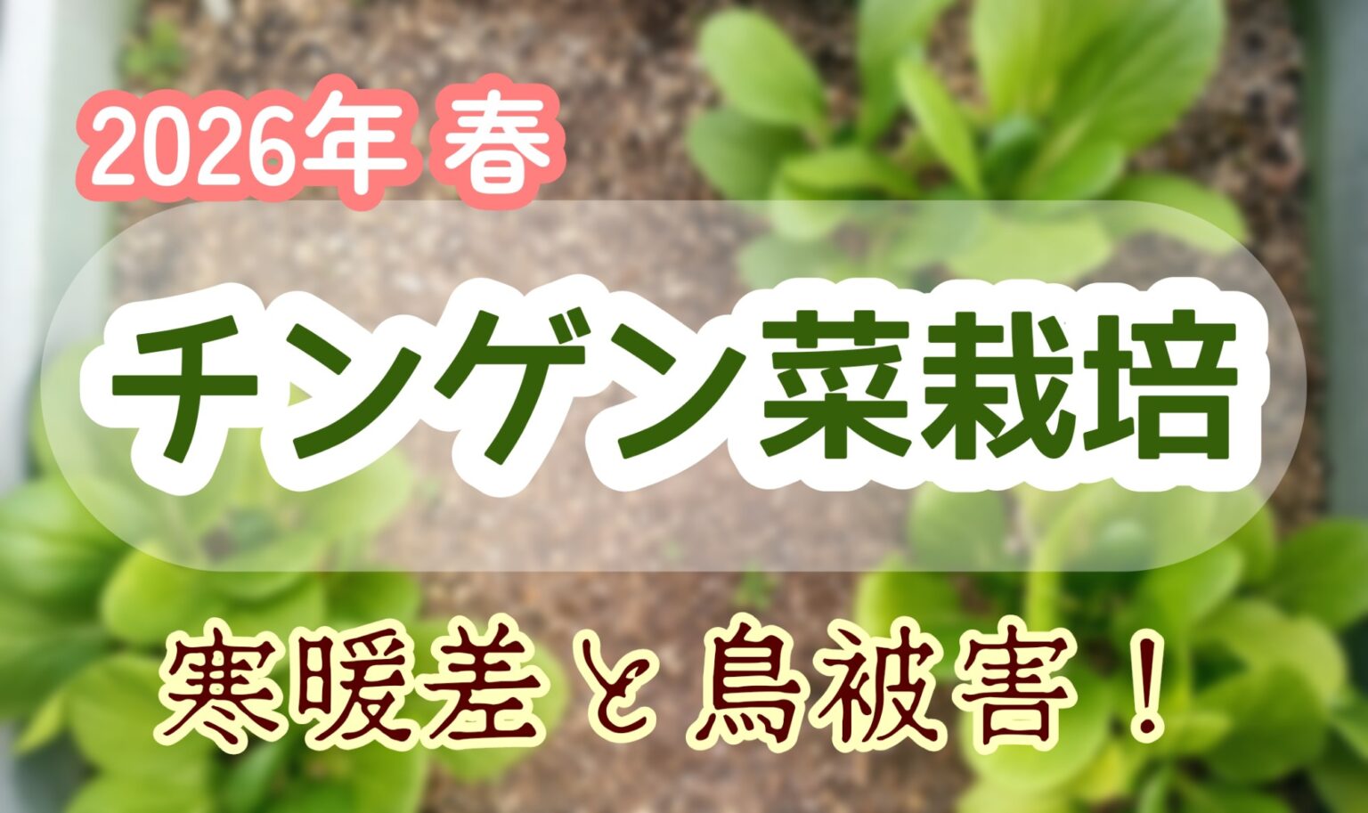 チンゲン菜 2026年 春 家庭菜園
