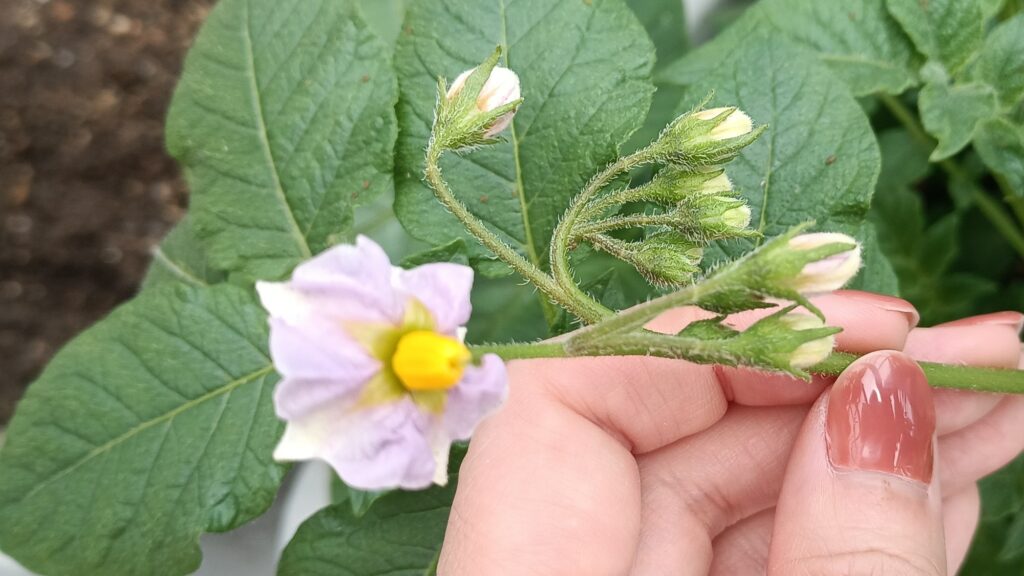 じゃがいも 花芽 家庭菜園 2026年