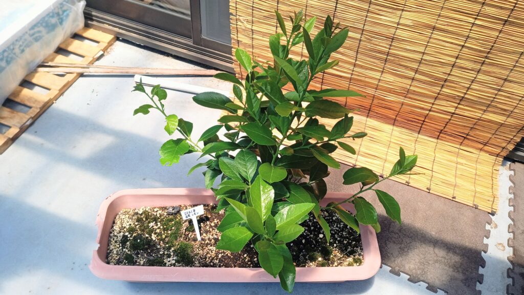 長老レモン お引越し 家庭菜園