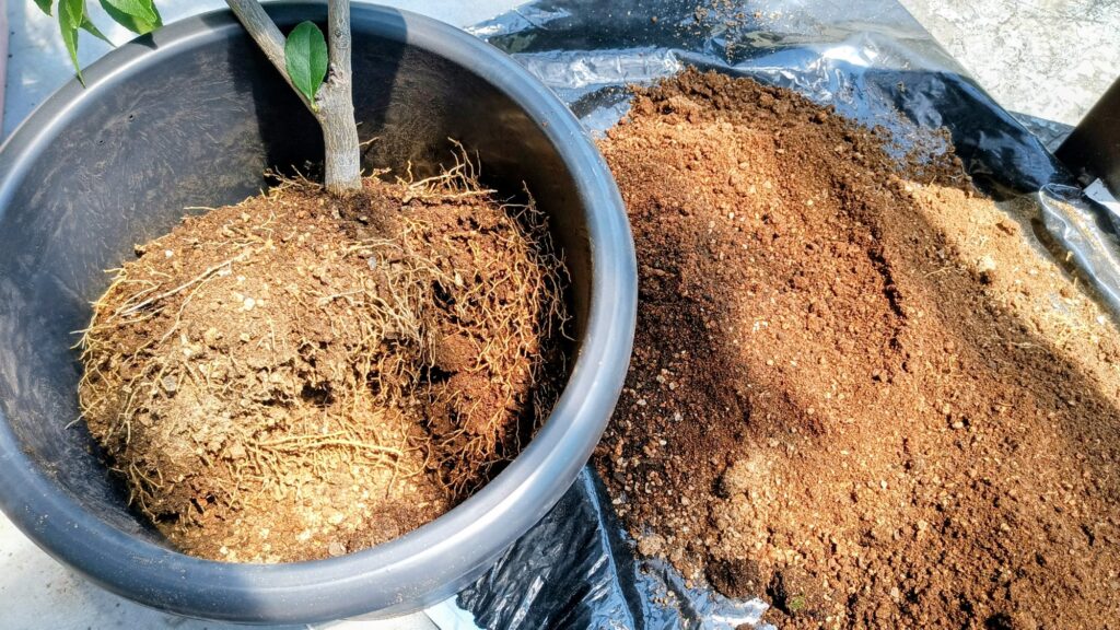 長老レモン お引越し 家庭菜園