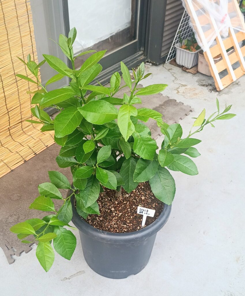 長老レモン お引越し 家庭菜園
