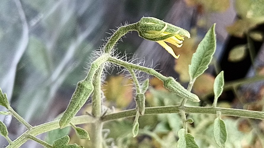 2026年トマト 家庭菜園