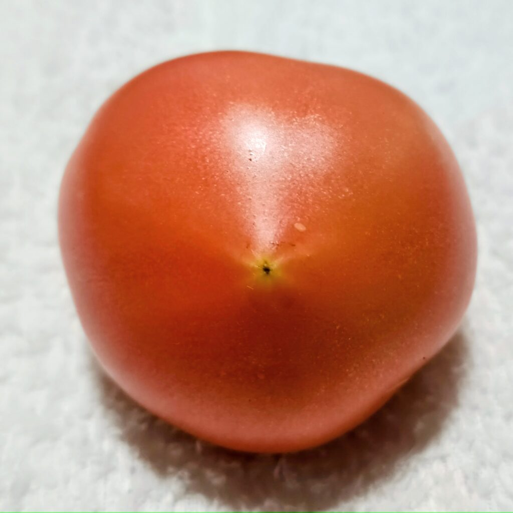 2026年 トマト 家庭菜園