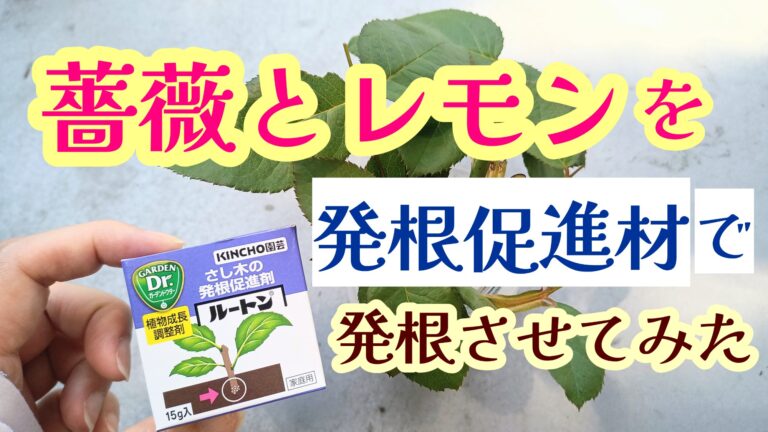 薔薇とレモン　挿し木　発根促進剤ルートン
