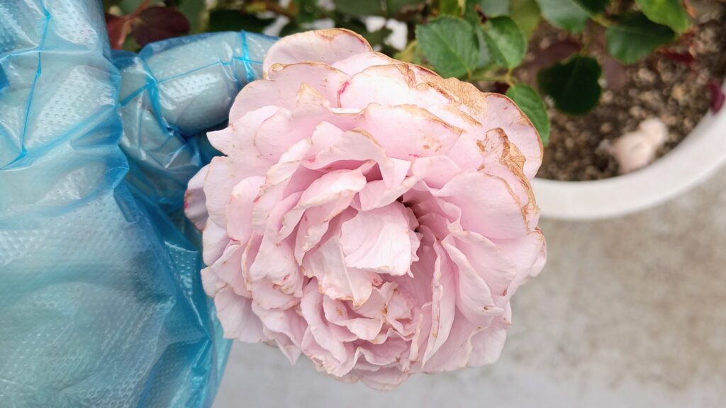 薔薇　ルートン　挿し木　発根