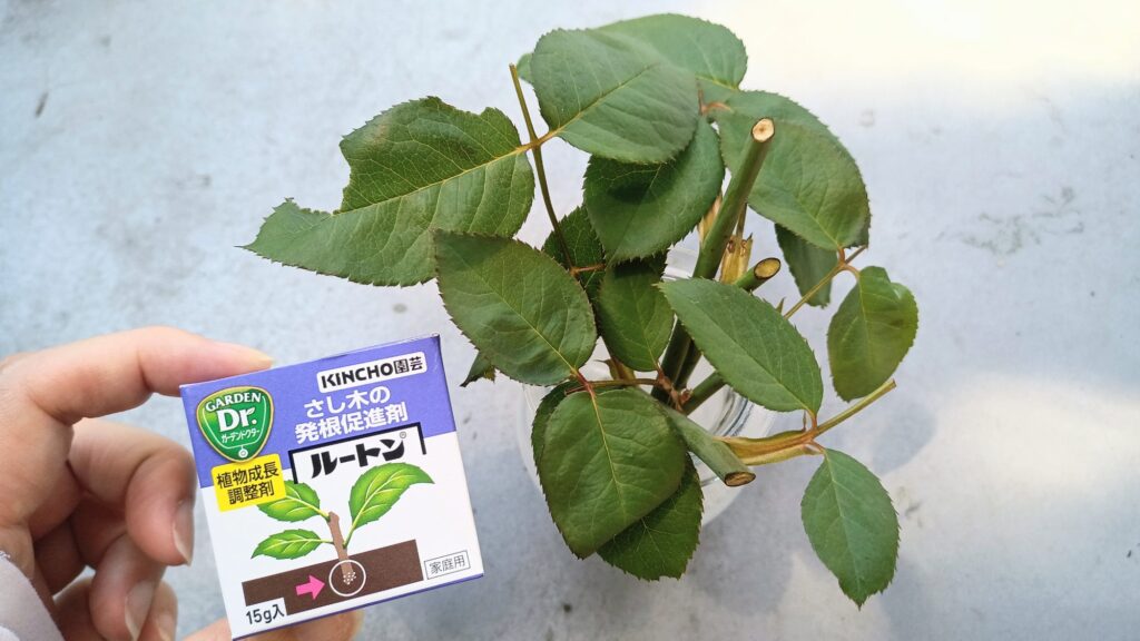 レモン　薔薇　挿し木