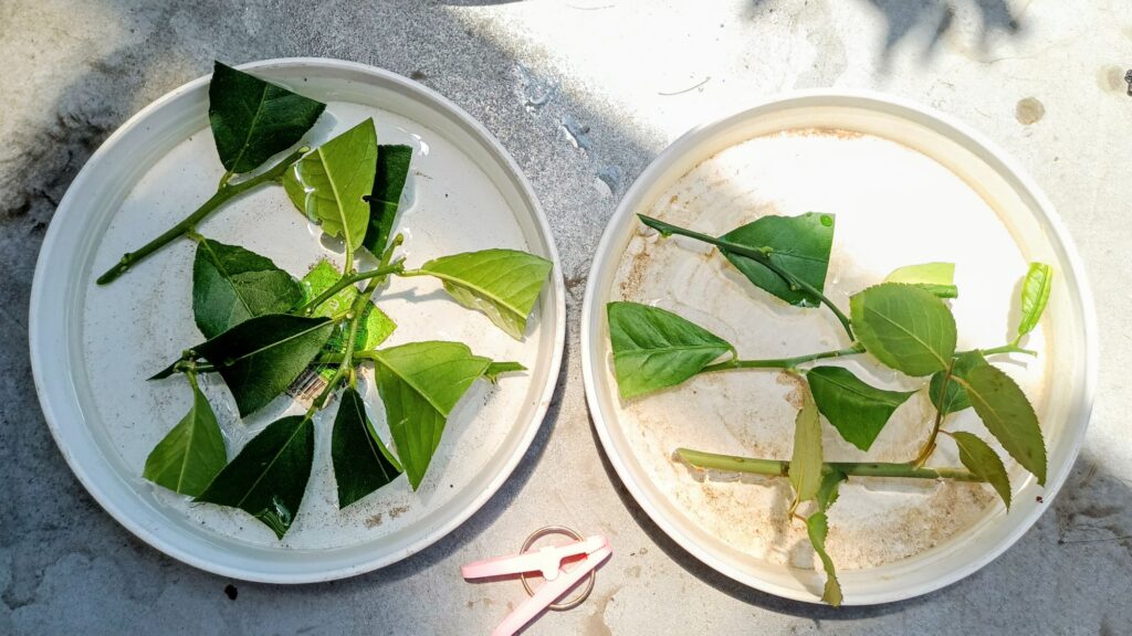 剪定したレモンと薔薇の枝