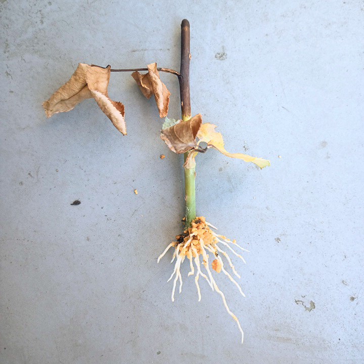 薔薇の挿し木　発根