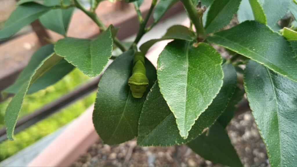 レモン　アゲハ蝶の幼虫
