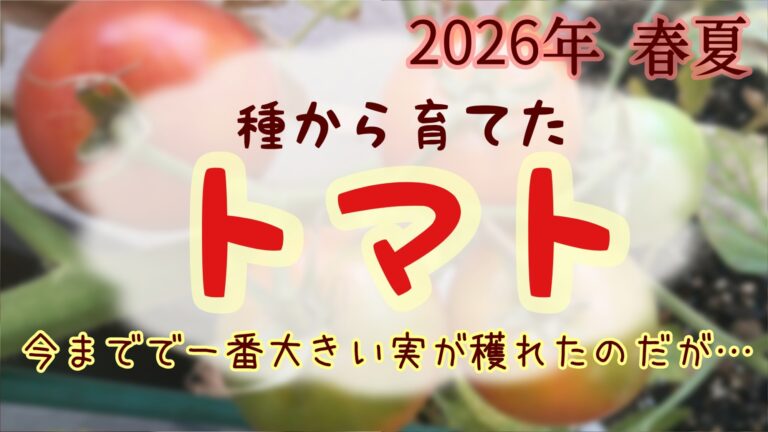 2026年 春夏トマト　家庭菜園