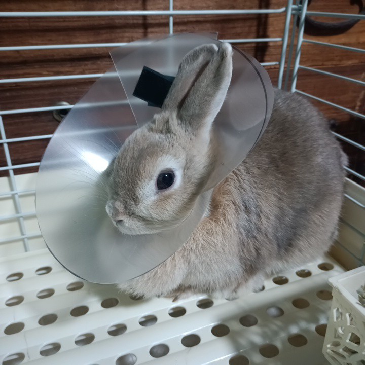 うさぎ エリザベスカラー