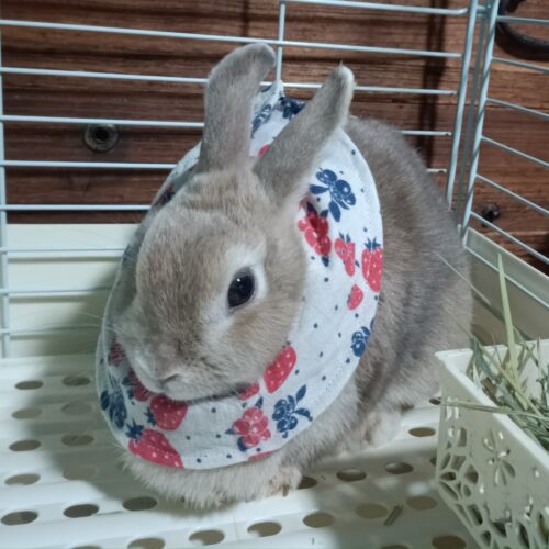 うさぎ エリザベスカラー