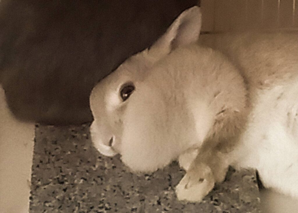 うさぎ 首のマフマフ