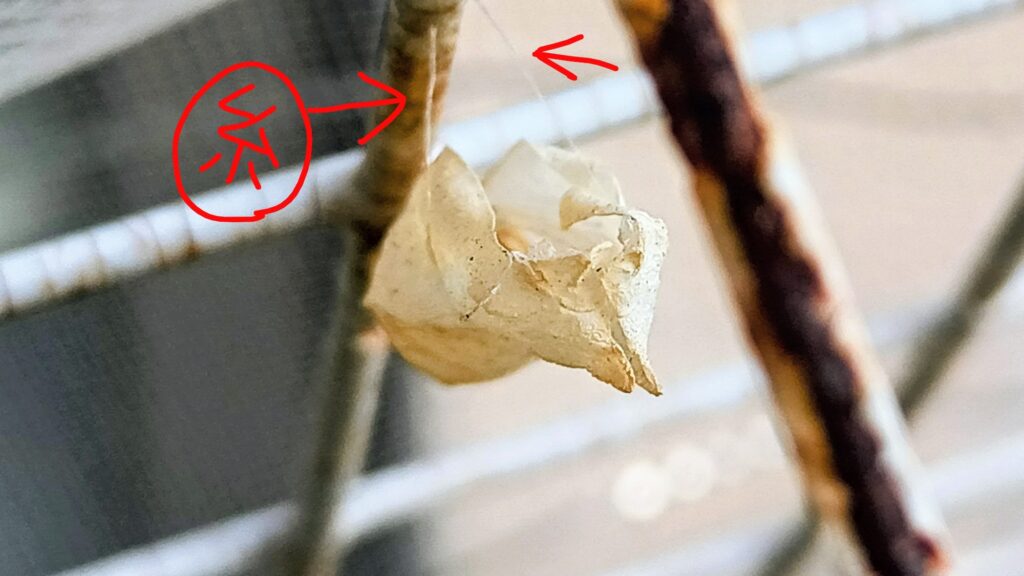 2025年11月のさなぎの抜け殻