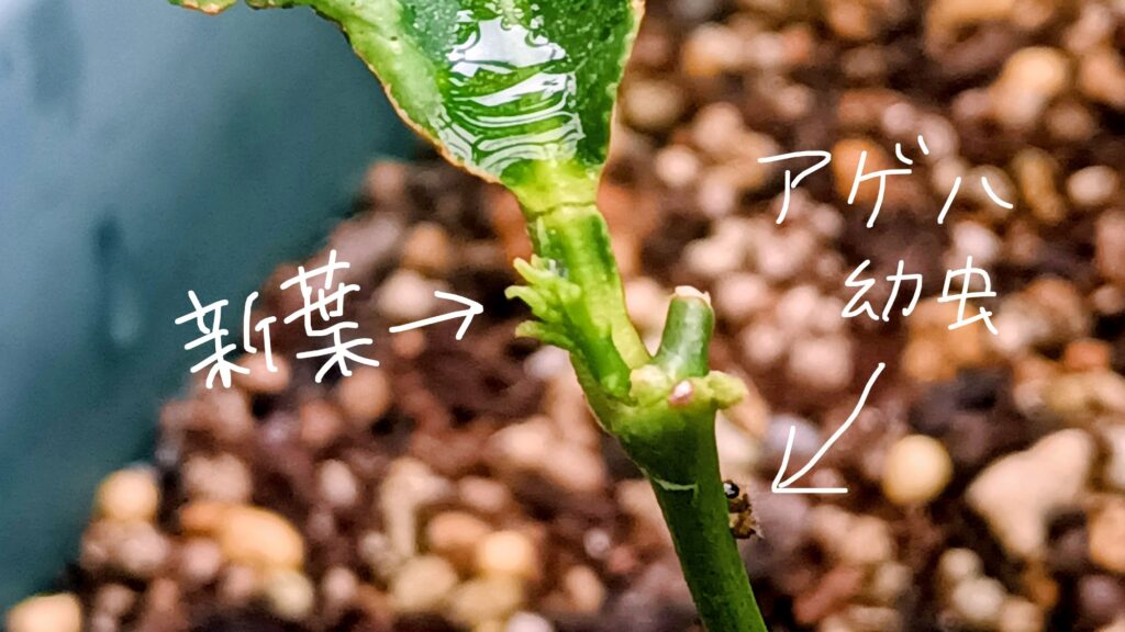 挿し木レモン 新葉が出る